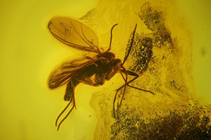 Two Detailed Fossil Flies (Diptera) In Baltic Amber #173712